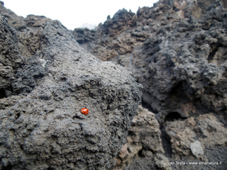 Serra_del_Salifizio - 31-07-2016 15-09-53.jpg